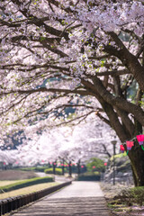 Naklejka premium 桜とランタン 春のイメージ