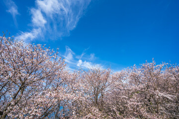 桜の花　春のイメージ