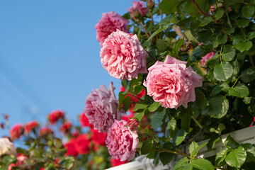 バラの花　初夏イメージ