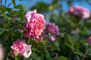 バラの花　初夏イメージ