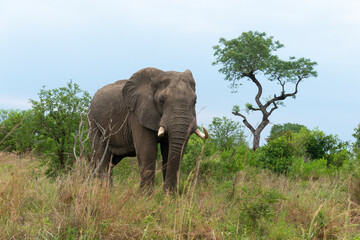 Fototapeta premium Éléphant d'Afrique, gros porteur, Loxodonta africana, Parc national du Kruger, Afrique du Sud
