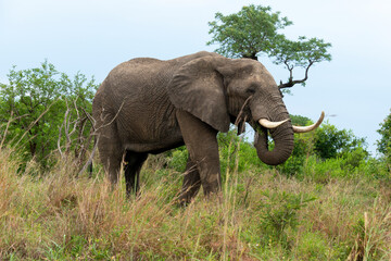 Naklejka na ściany i meble Éléphant d'Afrique, gros porteur, Loxodonta africana, Parc national du Kruger, Afrique du Sud