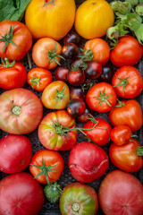 tomatoes of different colors grown in the garden.