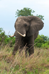 Fototapeta premium Éléphant d'Afrique, gros porteur, Loxodonta africana, Parc national du Kruger, Afrique du Sud