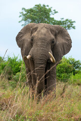 Fototapeta na wymiar Éléphant d'Afrique, gros porteur, Loxodonta africana, Parc national du Kruger, Afrique du Sud
