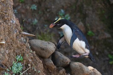 Fiordland penguin (Eudyptes pachyrhynchus)