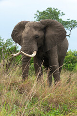 Fototapeta na wymiar Éléphant d'Afrique, gros porteur, Loxodonta africana, Parc national du Kruger, Afrique du Sud