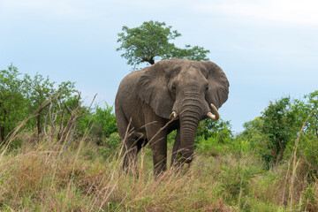 Éléphant d'Afrique,  gros porteur, Loxodonta africana, Parc national du Kruger, Afrique du Sud
