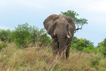 Naklejka na ściany i meble Éléphant d'Afrique, gros porteur, Loxodonta africana, Parc national du Kruger, Afrique du Sud