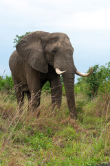 Obraz premium Éléphant d'Afrique, gros porteur, Loxodonta africana, Parc national du Kruger, Afrique du Sud