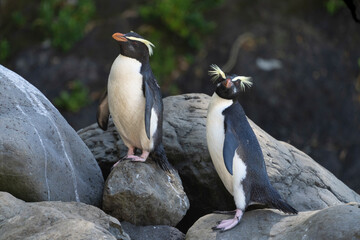 Fototapeta na wymiar Fiordland penguin (Eudyptes pachyrhynchus)