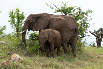 Fototapeta premium Éléphant d'Afrique, Loxodonta africana, Parc national du Pilanesberg, Afrique du Sud