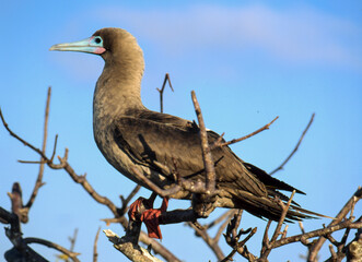 Fou à pieds rouges, .Sula sula, Red footed Booby, Archipel des Galapagos