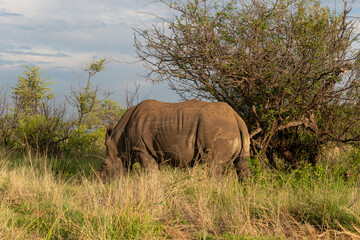 Fototapeta premium Rhinocéros blanc, corne coupée, white rhino, Ceratotherium simum, Parc national Kruger, Afrique du Sud