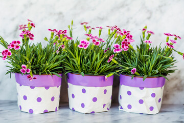 Beautiful pink purple Carnations decorative balcony flowers in pots
