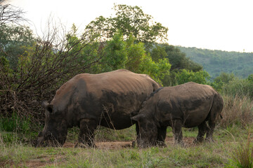 Rhinocéros blanc, corne coupée, white rhino, Ceratotherium simum, Parc national Kruger, Afrique du Sud