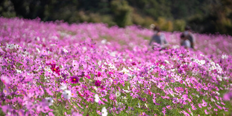 Obraz premium コスモスの花 秋のイメージ