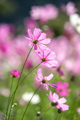 コスモスの花　秋のイメージ