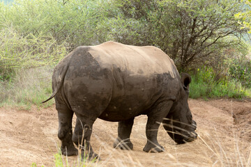 Rhinocéros blanc, corne coupée, white rhino, Ceratotherium simum, Parc national Kruger, Afrique du Sud