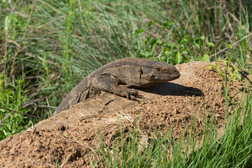Varan du Nil, Varanus niloticus
