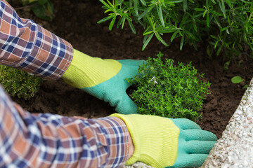 Obraz premium Farmer gardener hands in gloves planting herbs