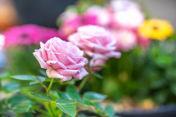 バラの花　屋外イメージ