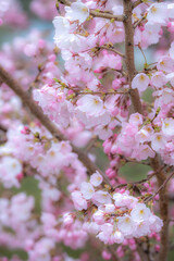 Fototapeta premium 桜の花 春のイメージ