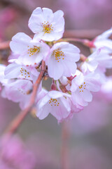 桜の花　春のイメージ