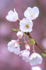 Obraz na płótnie Canvas 桜の花　春のイメージ
