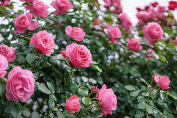 バラの花　屋外イメージ