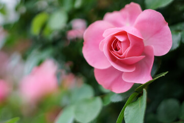 バラの花　屋外イメージ