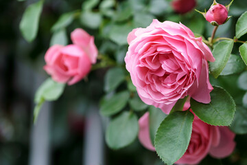 バラの花　屋外イメージ