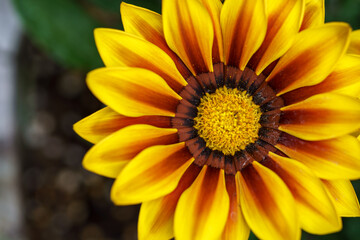 ガザニアの花