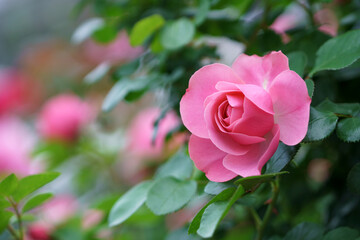 バラの花　屋外イメージ