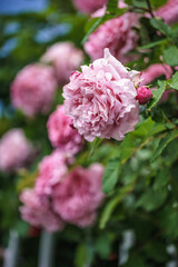 バラの花　屋外イメージ