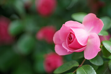 バラの花　屋外イメージ