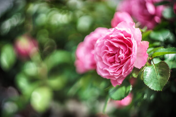 バラの花　屋外イメージ