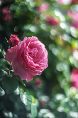 バラの花　屋外イメージ