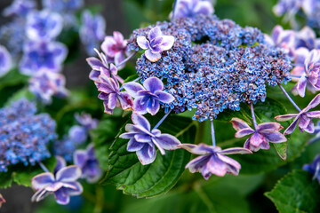 紫陽花の花　梅雨のイメージ