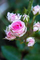 バラの花　屋外イメージ