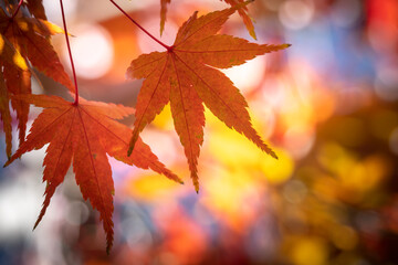 紅葉　秋の和風イメージ