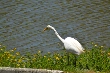 a heron in a river fishing