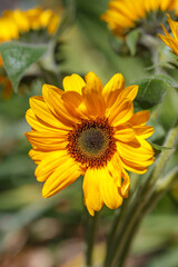 ひまわりの花　夏のイメージ
