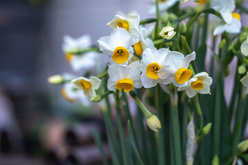 水仙の花　初春イメージ