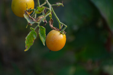 Red Tomato vegetables in the garden with natural view background, selective focus images.