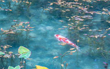 岐阜・モネの池（名もなき池）