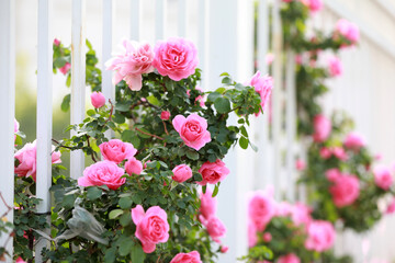 Blooming roses in the park, North China