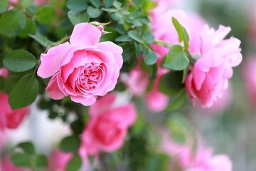 Blooming roses in the park, North China