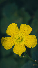 Beautiful yellow bottle gourd vegetables flower ( kodu ful of law ful) in the vegetable garden with green leaf background, nature wallpaper images.