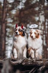 australian shepherd halloween outfits